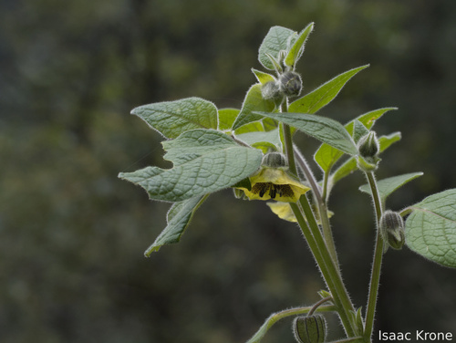 Physalis coztomatl (Physalis coztomatl)