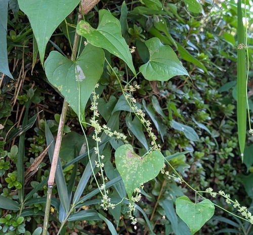 Dioscorea tokoro observed 2026-10-18