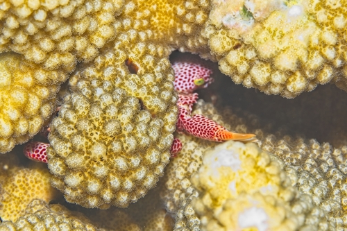 Trapezia rufopunctata observed 2026-10-18