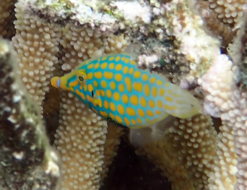 Oxymonacanthus longirostris observed 2026-10-18