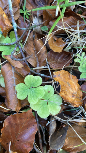 European wood-sorrel