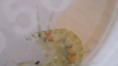Gammarus fasciatus