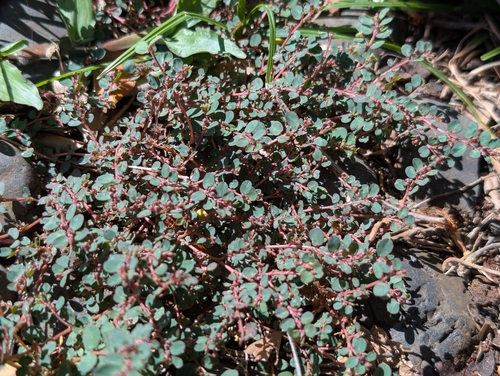 Euphorbia prostrata observed 2026-10-18
