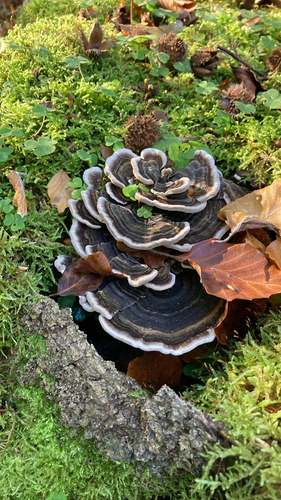 turkey-tail