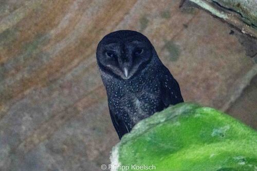 Tyto tenebricosa, 2026-09-19