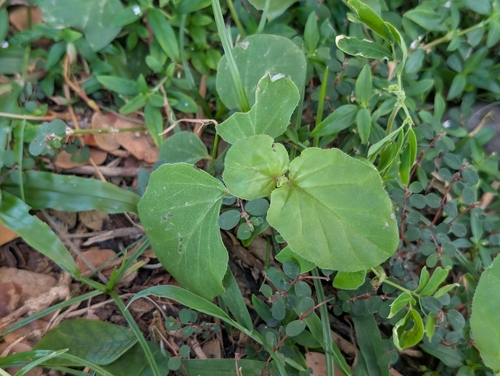 Boerhavia diffusa observed 2026-10-18