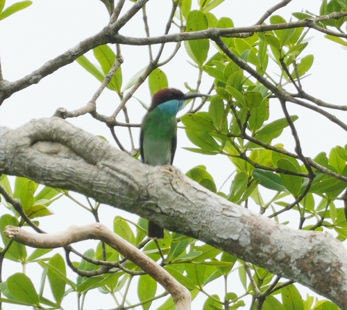 Merops viridis observed 2026-10-17