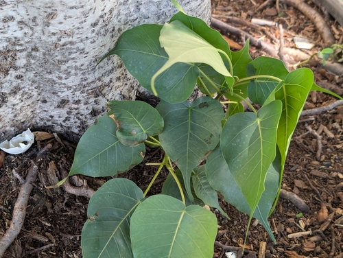 Ficus, 2026-10-18