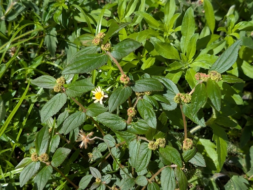 Euphorbia hirta observed 2026-10-18