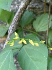 Rhynchosia minima minima