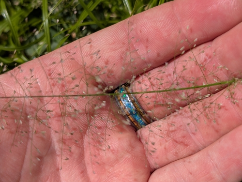 Eragrostis tenella observed 2026-10-18