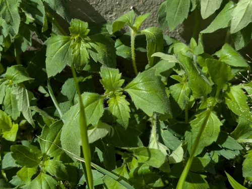 Tridax procumbens observed 2026-10-18