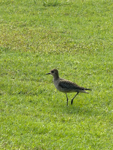 Pluvialis fulva observed 2026-10-18