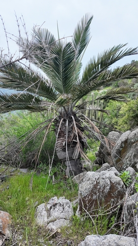 Jubaea chilensis observed 2026-10-18