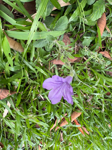 Ruellia ciliatiflora observed 2026-10-19