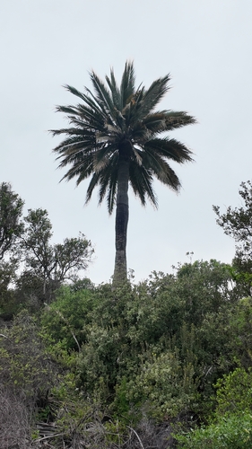 Jubaea chilensis observed 2026-10-18