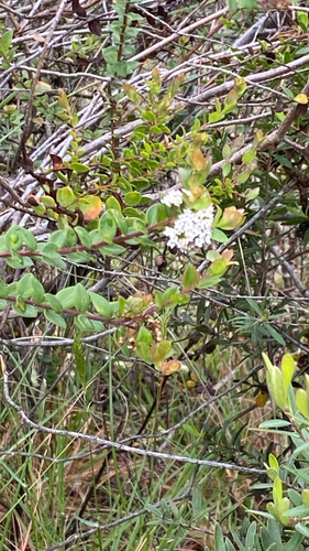 Platysace lanceolata observed 2026-10-14
