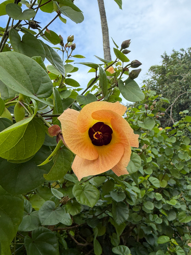 Talipariti tiliaceum observed 2026-10-18