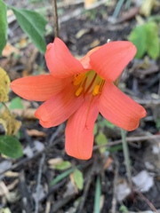 Cyrtanthus galpinii