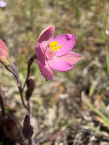 Thelymitra carnea observed 2026-10-19