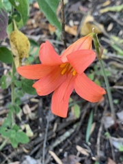 Cyrtanthus galpinii