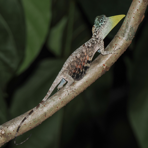 Draco volans observed 2026-10-11