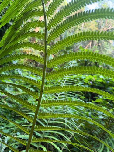 Amblovenatum opulentum observed 2026-10-19