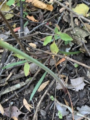 Cyrtanthus galpinii