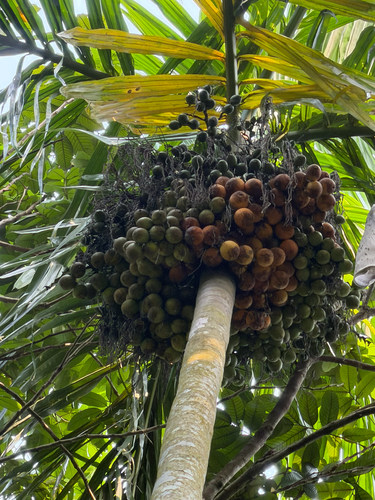 Areca observed 2026-10-19