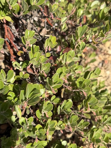 Arctostaphylos columbiana, 2026-10-18