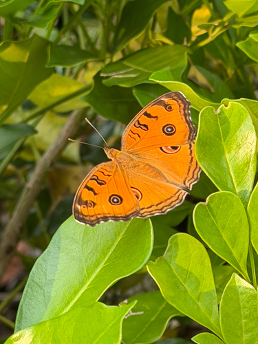 Junonia almana