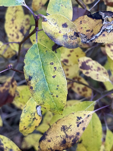 Ilex mucronata observed 2026-10-11