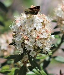 Polites sonora siris