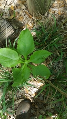 Verbesina microptera