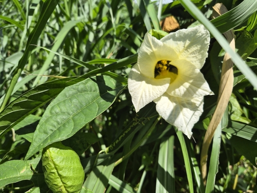 Momordica cochinchinensis observed 2026-10-17