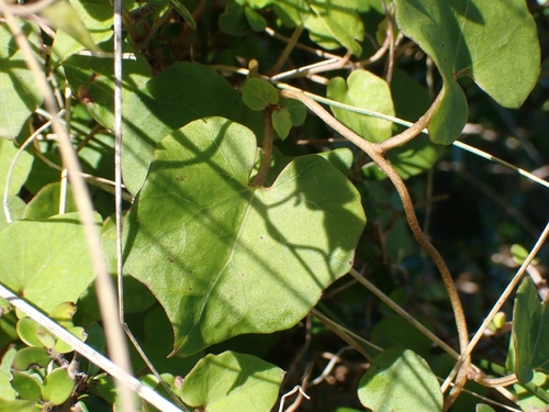 Truncatella observed 2026-10-18