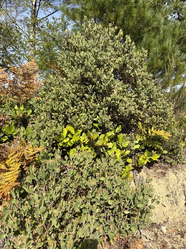 Arctostaphylos columbiana, 2026-10-18