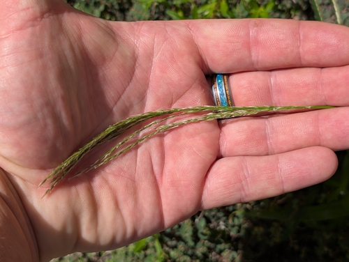 Digitaria insularis observed 2026-10-18