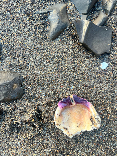 Crassadoma gigantea, 2026-10-18