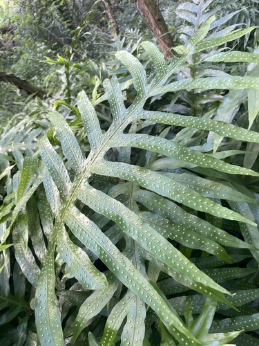 Microsorum grossum observed 2026-10-18