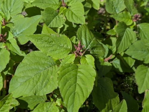 Amaranthus viridis observed 2026-10-18