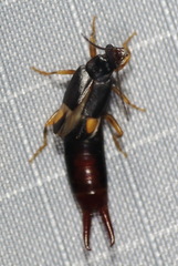 Spongiphoridae