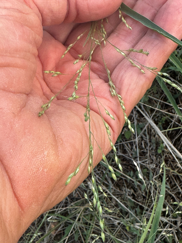 hall panicum