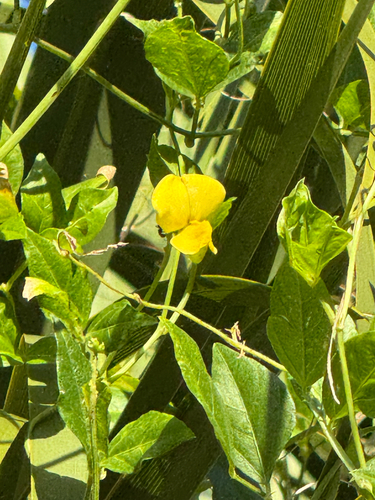 Vigna luteola observed 2026-10-18