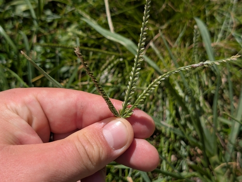 Eleusine indica observed 2026-10-18