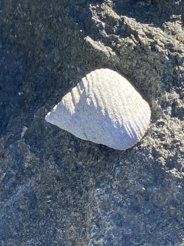 Littorina irrorata observed 2026-10-18