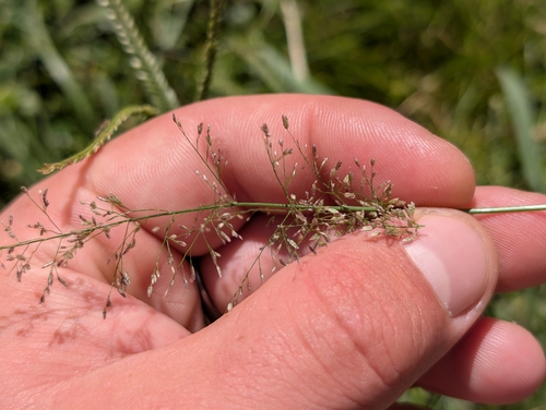 Eragrostis, 2026-10-18