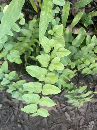 Cheilanthes, 2026-10-18