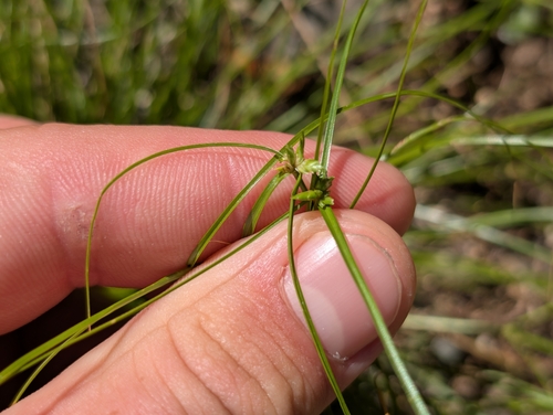 Cyperus gracilis observed 2026-10-18