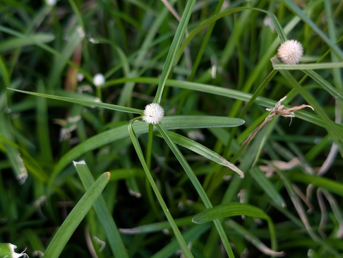 Cyperus mindorensis observed 2026-10-18